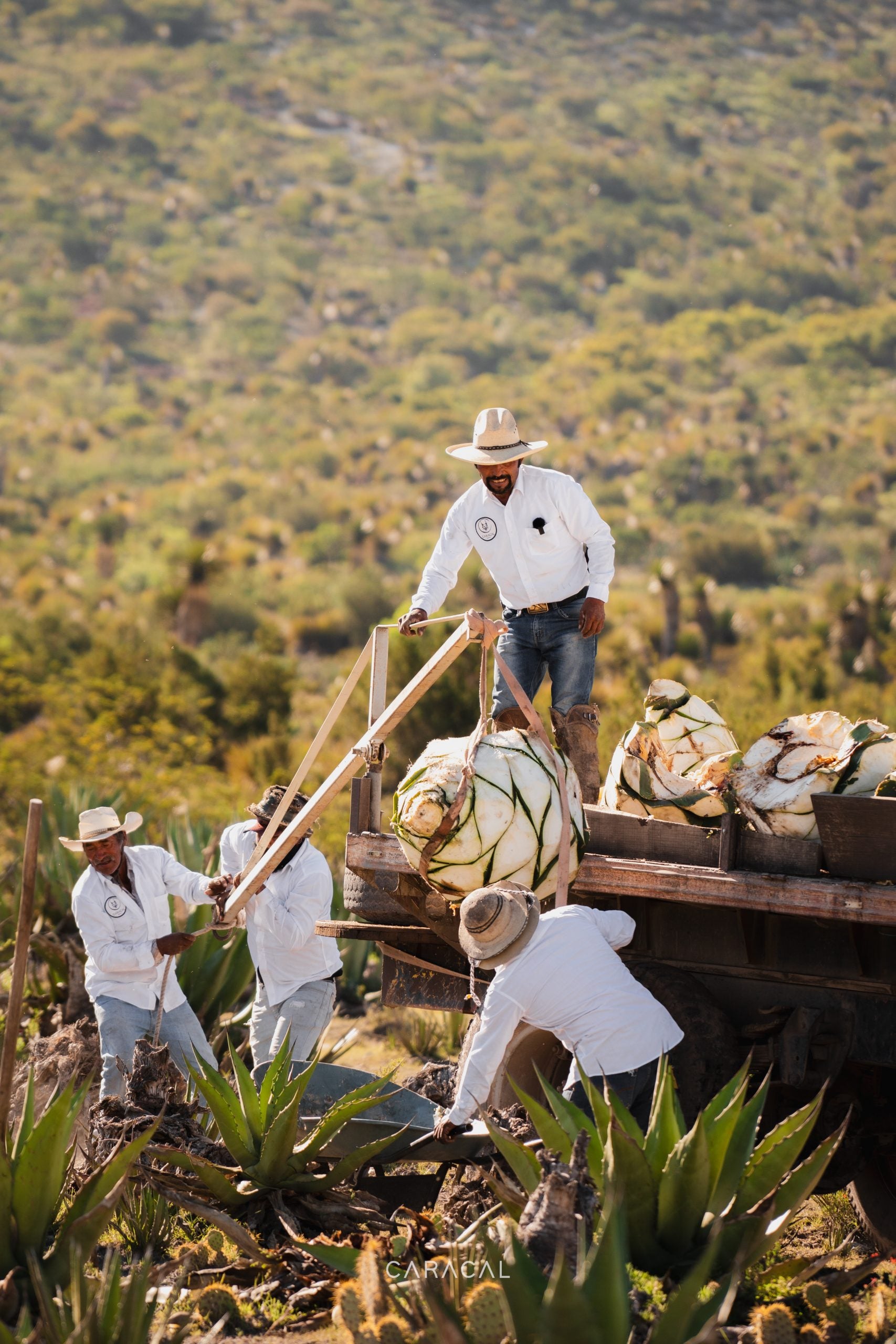 MEZCAL CARACAL 750 ML™