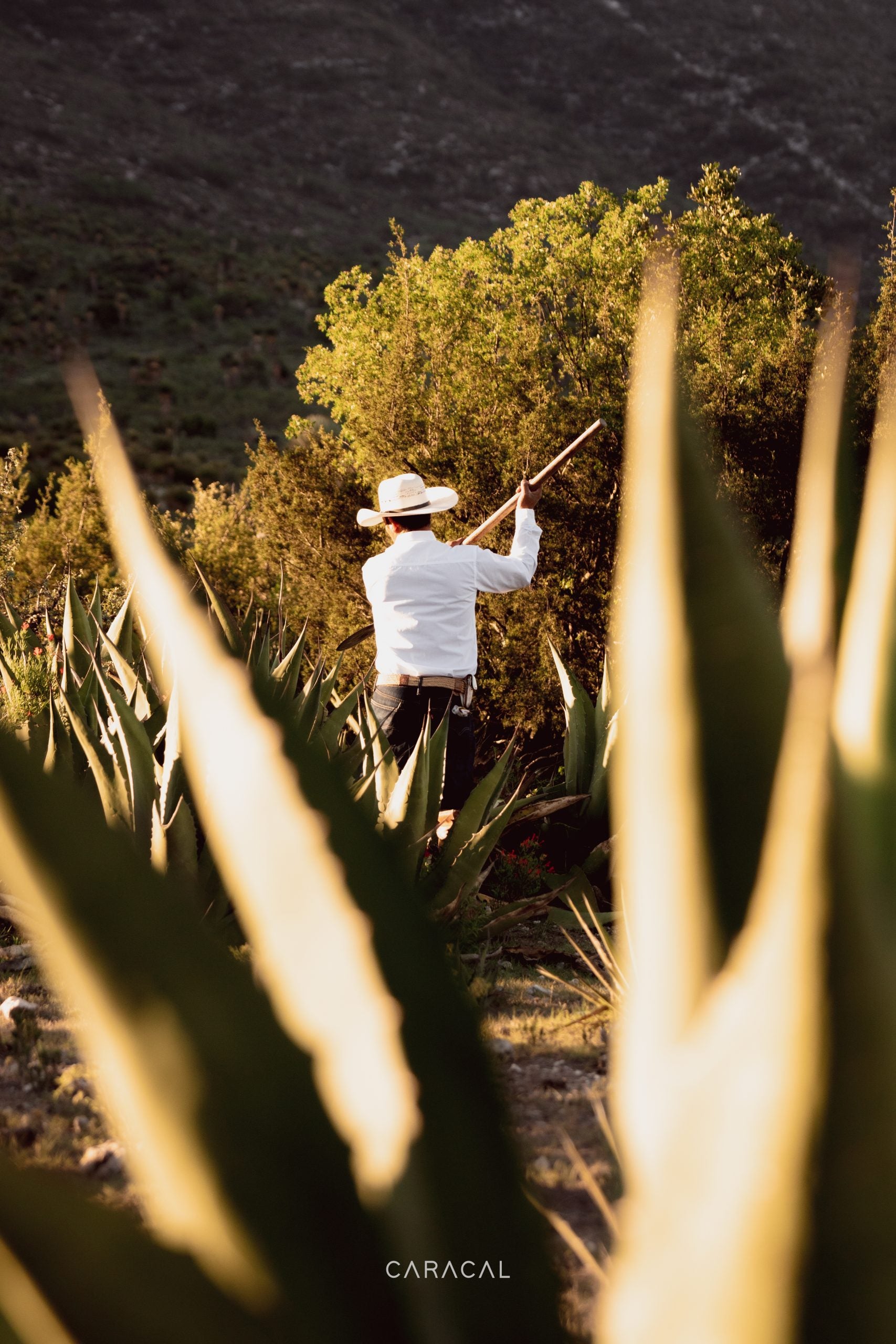 MEZCAL CARACAL 750 ML™
