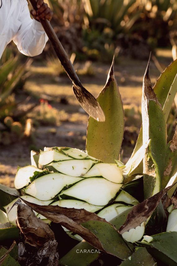 MEZCAL CARACAL 750 ML™
